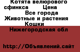 Котята велюрового сфинкса. .. › Цена ­ 15 000 - Все города Животные и растения » Кошки   . Нижегородская обл.